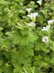 Geranium wakkerstroomianum