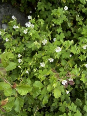 Geranium wakkerstroomianum