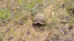 Testudo graeca armeniaca