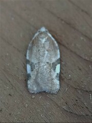 Acleris cervinana