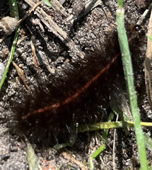 Spilosoma lubricipeda