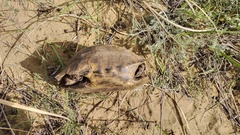 Testudo graeca armeniaca