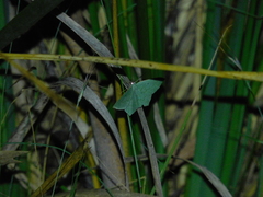 Maxates centrophylla