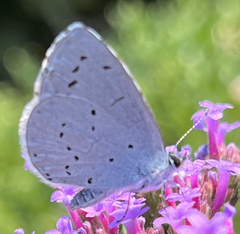 Celastrina argiolus
