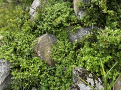 Geranium wakkerstroomianum