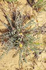 Astragalus longipetalus