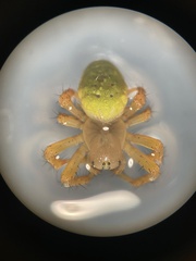 Araniella cucurbitina