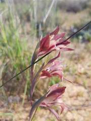Gladiolus hyalinus