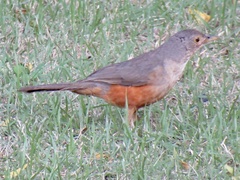 Turdus rufiventris