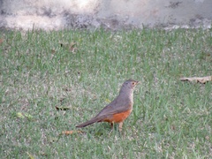 Turdus rufiventris