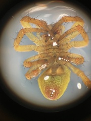 Araniella cucurbitina