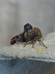 Telamona decorata