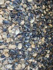 Cerastoderma edule