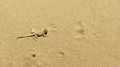 Phrynocephalus mystaceus