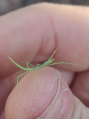 Clonopsis gallica