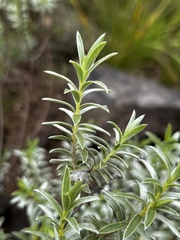 Lasiosiphon burchellii