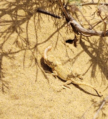 Phrynocephalus mystaceus