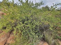 Vangueria parvifolia
