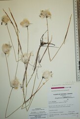 Eriophorum chamissonis