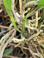 Brassavola