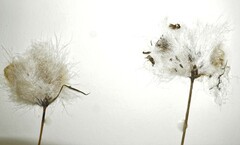 Eriophorum chamissonis