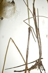 Eriophorum chamissonis