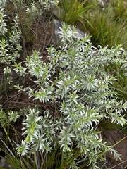 Lasiosiphon burchellii