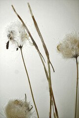 Eriophorum chamissonis