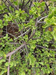 Vangueria parvifolia