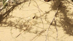 Phrynocephalus mystaceus