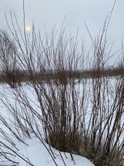 Salix acutifolia