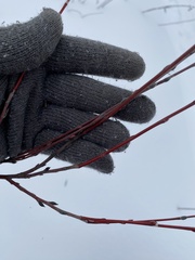 Salix acutifolia