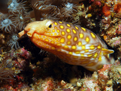 Ophichthus polyophthalmus