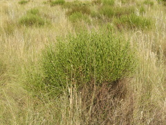 Baccharis spicata