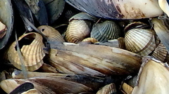 Cerastoderma edule