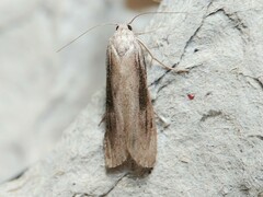 Aphomia terrenella