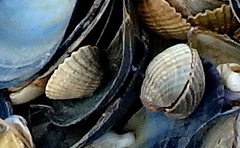 Cerastoderma edule