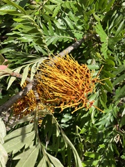 Grevillea robusta, recorded flowering