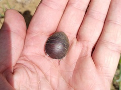 Polyphaga aegyptiaca