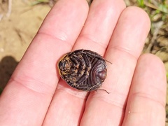 Polyphaga aegyptiaca