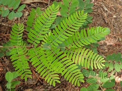 Albizia kalkora