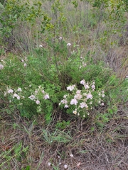 Clematis villosa