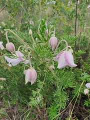 Clematis villosa