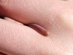 Xerotyphlops vermicularis