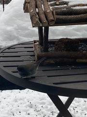Junco
