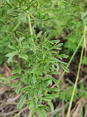 Clematis villosa