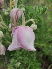 Clematis villosa