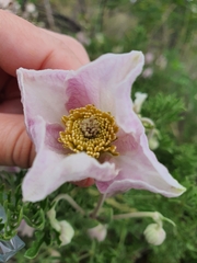 Clematis villosa