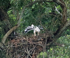 Stephanoaetus coronatus