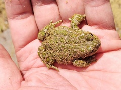 Bufotes viridis sitibundus